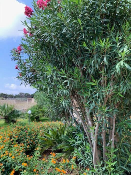 Villa Maveda, Un Dammuso Immerso Nel Verde Đảo Đảo Lampedusa Ngoại thất bức ảnh